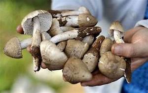 TERMITE SÉCHÉ NATUREL CHAMPIGNON À BASE DE PLANTES ÉTIQUETTE PROPRE SUPERALIMENT INIMMUNITAIRE - Product Image 4