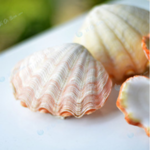 ผู้ส่งออกเปลือกหอยจากเวียดนาม เปลือกหอยธรรมชาติขัดเงา งานฝีมือจากเปลือกหอยสำหรับตกแต่ง - Product Image 1