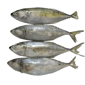 Pescado Atún Indio Entero Congelado IQF de Alta Calidad, Envasado al Vacío, Venta al Por Mayor, Listo para Exportación a Distribuidores Globales - Product Image 1