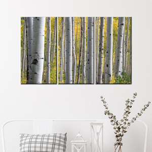 Elegante obra de arte impresa en lienzo: Bosque de abedules en una escena forestal, 3 piezas: estirado sobre lienzo tipo galería - Product Image 1