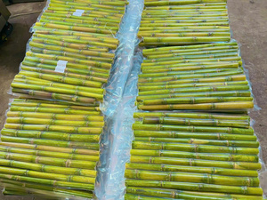 Palitos de caña de azúcar congelados de alta calidad, Exportación a granel para producción de jugo fresco y fabricación de edulcorantes - Product Image 6