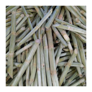 Bâtonnets de canne à sucre congelés prêts à l'exportation-cultivés de manière durable au Vietnam et transformés selon les normes mondiales - Product Image 6
