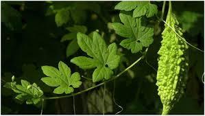 THÉ EN FEUILLES DE MELON AMER/SUPPORT IMMUNITAIRE/ÉTIQUETTE PROPRE/TOUT-NATUREL - Product Image 6