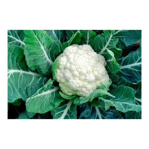 Coliflor fresca de grado más vendido Precio nominal para vegetales frescos y congelados El producto más buscado - Product Image 6