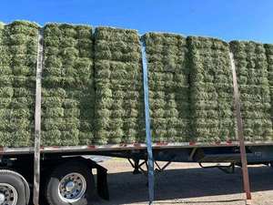 Alta calidad American Alfalfa Lucerne Hay al por mayor - Product Image 4