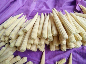 Grains de maïs gluant congelés de haute qualité avec texture caoutchouteuse et goût riche pour l'exportation - Product Image 4