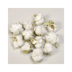 Pour les usines de tissus industrielles Coton brut de grand volume disponible pour l'exportation vers des moyeux textiles Coton brut prêt pour l'international - Product Image 3