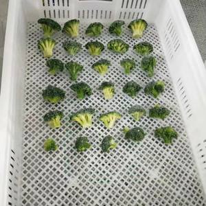 Chou-fleur vert pour la cuisson de salade smoothie au prix le moins cher du Vietnam - Product Image 4