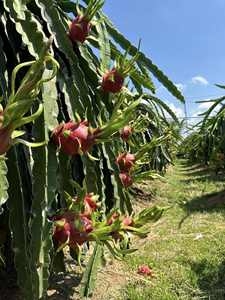 Fruit du dragon frais de catégorie supérieure du Vietnam pour l'exportation vers des supermarchés avec l'approvisionnement hebdomadaire stable - Product Image 6