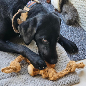 Palitos de madera para masticar Café Cuerda de madera y coco Viet Nam 100 PCS MOQ Palitos de caña de azúcar Café con cuerda en paquete de cartón - Product Image 1