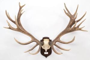 เขากวางแดง - Product Image 6