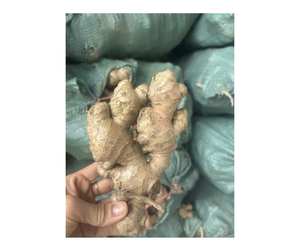 Bon prix pour la racine de gingembre fraîche du Vietnam pour les commandes en gros - Gingembre en tranches propres pour la production d'épices et l'utilisation en boisson - Product Image 1