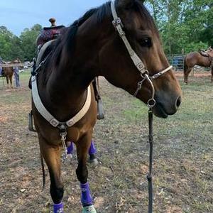 Reinsman Jim Warner Combinación veterinaria personalizable Hackamore Bitless Snaffle Boca SS Shanks Equestrian Horse Bit Producto - Product Image 3