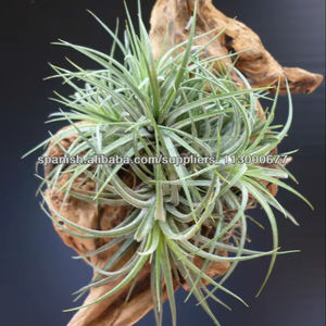 ไม้ลอยน้ำแท้จากประเทศไทย - Product Image 1