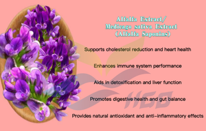 HGO Suministro directo de fábrica Extracto de alfalfa natural puro/Extracto de Medicago sativa (grado alimenticio) Alfalfa Saponinas 20% - Product Image 5