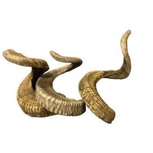 Corne de bélier de qualité supérieure Shofar corne naturelle Shofar pour le soufflage et le but religieux casher Shofar corne de mouton de bélier polie - Product Image 4