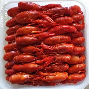 ข้อเสนอพิเศษ กุ้งเครย์ฟิชแช่แข็ง คุณภาพสดใหม่ สำหรับผู้ซื้อส่ง ผู้นำเข้า ผู้จัดจำหน่าย และลูกค้ารายใหญ่ - Product Image 1