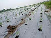 Film de paillis biodégradable écologique Film de paillis agricole en plastique LLDPE pour légumes Fruits et cultures Couvre-sol