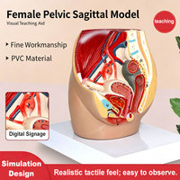 Modelo Anatómico del Sistema Reproductivo Femenino (Sección Sagital Urinaria, Uterina y Pélvica Femenina, 1.ª Parte) para Entrenamiento Médico