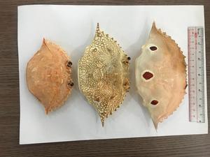 MEJOR 2025 Concha de cangrejo seca de alta calidad de Vietnam para decoración de alimentos de arte Alimento para animales Precio competitivo con embalaje en bolsa - Product Image 4