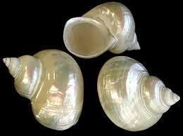 เปลือกหอยเทอร์โบขัดเงาสวยงามเปลือกทะเลแบบเกลียวสำหรับตกแต่งบ้าน - Product Image 5