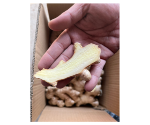 El mejor suministro de jengibre fresco de Vietnam, jengibre fresco de primera calidad con aroma natural y sabor picante, ideal para recetas culinarias y exportación - Product Image 4