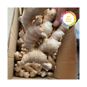 ขิงสดเกรดสูงมีอายุการเก็บรักษาที่ดีที่สุดสำหรับการทำอาหาร, เครื่องปรุงรสและการผลิตน้ำผลไม้ - Product Image 3