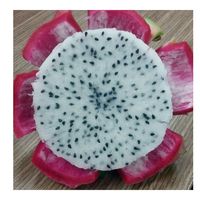Rood Drakenfruit Gecultiveerd In Vietnam-Topkwaliteit Drakenfruit Natuurlijk Puur 100% Nieuw Vers Gewas Het Hele Seizoen Drakenfruit