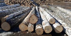 Troncos de madera de abedul Comprar troncos de abedul - Product Image 2