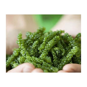 ALGUES-RAISINS DE MER DE QUALITÉ SUPÉRIEURE ET AU MEILLEUR PRIX-RAISINS DE MER FRAIS ET SÉCHÉS DU VIETNAM - Product Image 1