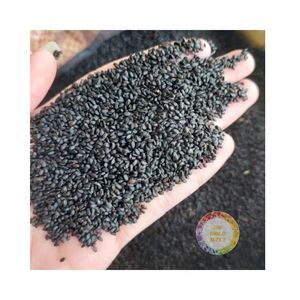 2025 nuevo cultivo de semillas de albahaca orgánicas de alta calidad limpiadas hechas en Vietnam superventas para exportación - Product Image 2