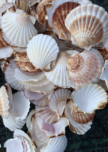 Conchas marinas de vieiras naturales de Vietnam, venta al por mayor, conchas grandes blancas para decoración temática oceánica, Acuario y exhibición de alimentos - Product Image 2
