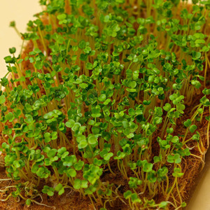 Tapis de croissance en Fiber de Coco, tapis de culture en Fiber de Coco naturel compressé pour la croissance de microgrettes agriculture - Product Image 5