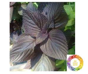 Les meilleures feuilles de périlla séchées pour l'exportation: feuilles de shiso vert de qualité supérieure et de perilla Britton à des prix abordables pour le commerce de gros - Product Image 4