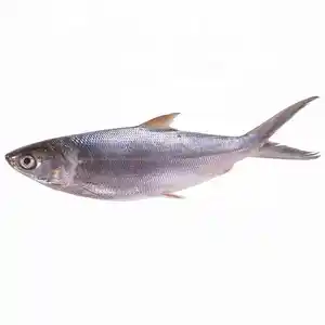 Poisson sardine congelé de qualité 100-120g exportateurs de fruits de mer surgelés