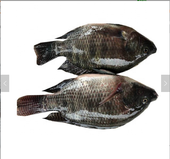 Hot Selling Top Quality Seafood Frozen Red Bass Fillet Fish High Quality Frozen Sea Bass Wholesale Price, Best Grade