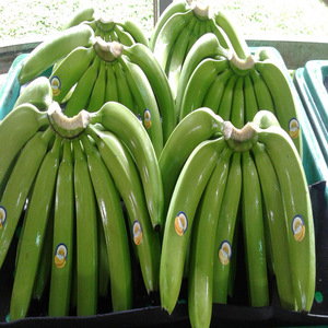 Plátanos Frescos Orgánicos Cavendish, Fruta Saludable Llena de Nutrientes, Grado A para Ganancia Muscular, Ecuador, Disponibles Ahora! - Product Image 4