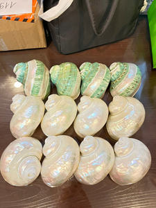 เปลือกหอยวัสดุจากมหาสมุทรเวียดนามใช้สำหรับตกแต่งงานศิลปะของที่ระลึกเครื่องประดับหัตถกรรมและการจัดหาจำนวนมาก - Product Image 5