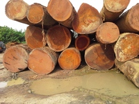 Bois de Sapele Frais de Qualité Supérieure en Gros pour l'Europe