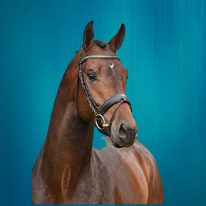 Brida de caballo real Brida de caballo redonda Caballo ecuestre Equipo de caballo Brida de caballo al por mayor - Product Image 4