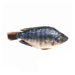 Approvisionnement 500-800gr poisson tilapia congelé tilapia noir