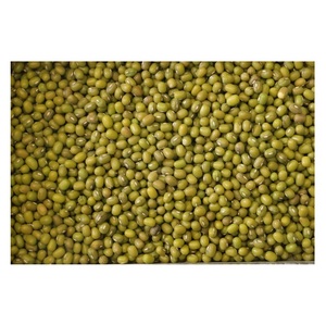 Haricots mungo biologiques de haute qualité Haricots Moong entiers verts emballés en vrac de style séché disponibles à la vente à bas prix - Product Image 6