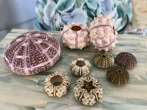 VENTA CALIENTE Exquisitas conchas de erizo de mar en Vietnam para arreglos de boda costeros y decoración inspirada en la náutica - Product Image 6