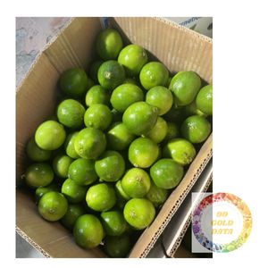VIETNAM LIME VERT FRAIS TYPE SANS GRAINES AGRUMES NATURELS DE HAUTE QUALITÉ POUR L'EXPORTATION INTERNATIONALE - Product Image 4