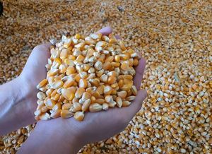 Maïs jaune biologique riche en nutriments, excellent pour la cuisine quotidienne, la préparation des repas ou le broyage, farine de maïs fine congelée en provenance de Chine - Product Image 4