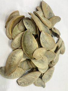 ปริมาณที่มีจำหน่าย Murex Operculum_Snail เชลล์สำหรับทำน้ำหอม - Product Image 4