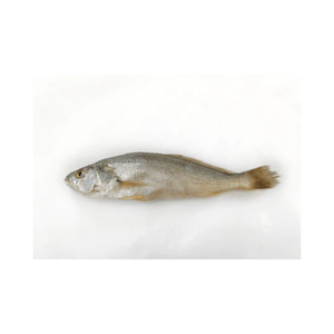 Premium Frozen Corvina suministro a granel al por mayor nutritivos mariscos del océano - Product Image 2