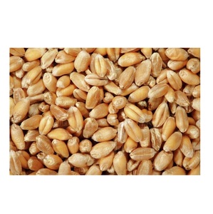 Grain de blé en vrac/blé de haute qualité, grain de nutrition entier pour l'exportation - Product Image 3