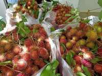 Bieden Puur Natuur Rambutans-Tropisch Fruit-Product Vorm Vietnam Met De Beste Prijs 100% Hoge Kwaliteit Klaar Om Te Exporteren