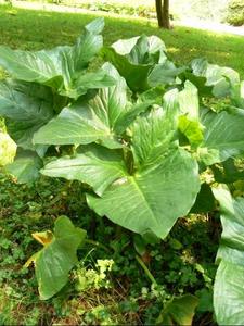 (Arum) Pièces Luffa Taille 60CM - 80CM - Product Image 2